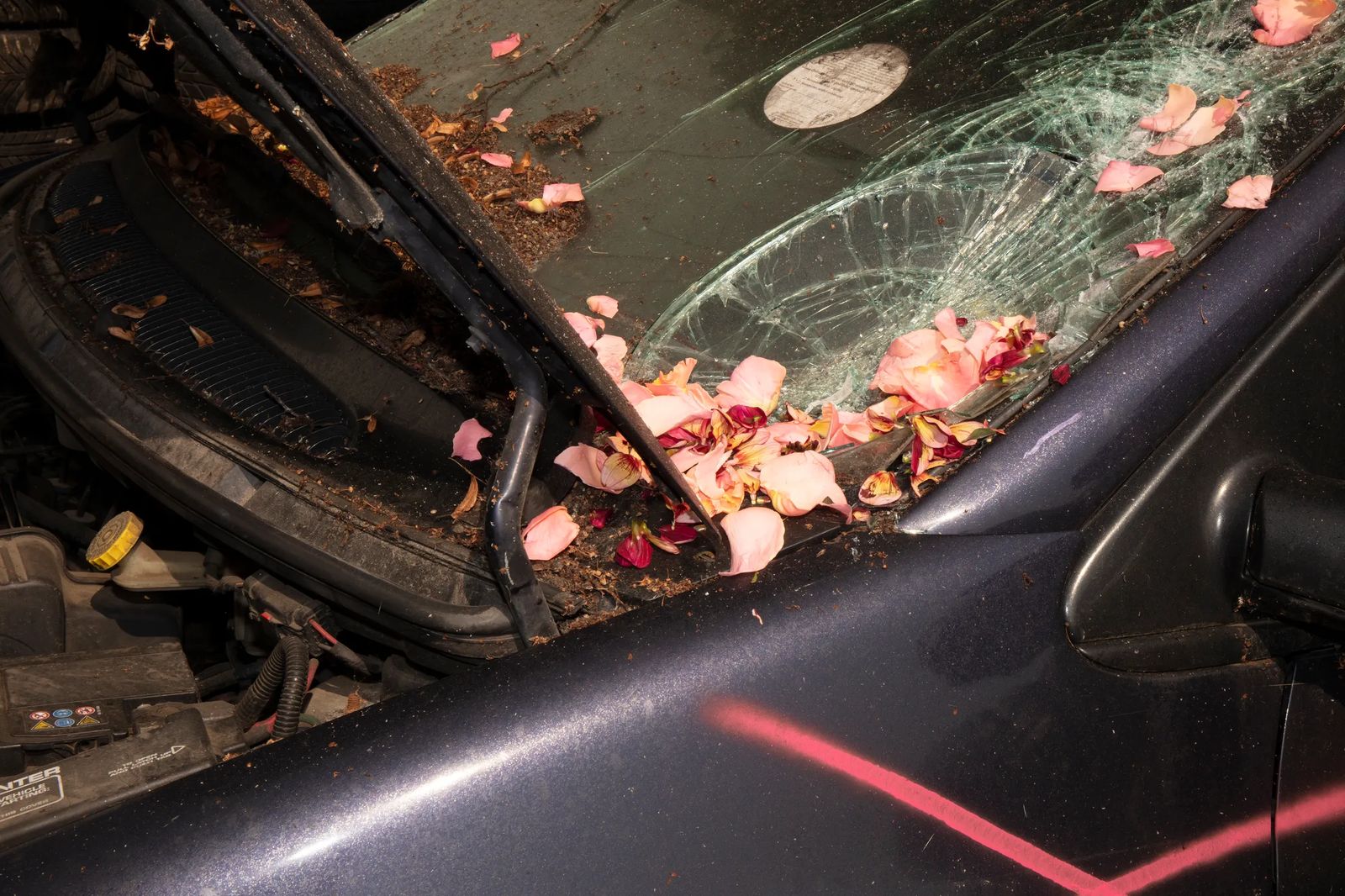 Windshield, pink petals